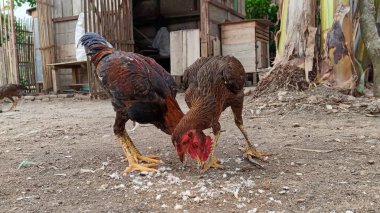 Çiftlikte yemek yiyen bir tavuk sürüsü.