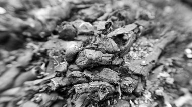 Ölü bir hindistan cevizi ağacının kökleri, kısmen yanmış..