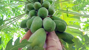 Meyve veren papaya ağacı çok doğaldır..