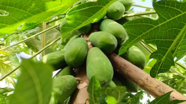 Meyve veren papaya ağacı çok doğaldır..