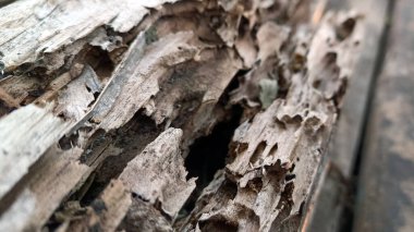 Ağaç gövdesi kırılgan ve yıpranmış, çok yaşlı görünüyor..