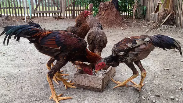 Çiftlikte yemek yiyen bir tavuk sürüsü.