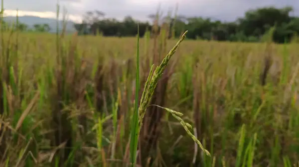 Pirinç tarlaları hasat edildi, gördüğünüz gibi pirinç yetişiyor..
