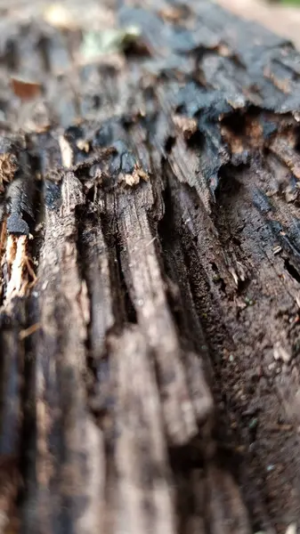Ağaç gövdesi kırılgan ve yıpranmış, çok yaşlı görünüyor..
