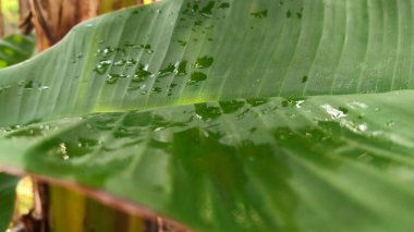 Muz yaprakları ve akan su, sabah atmosferi.