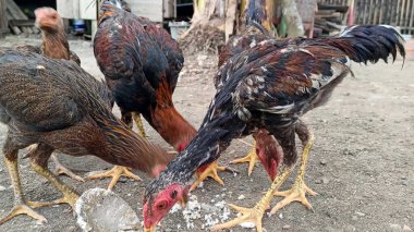 Çiftlikte yemek yiyen bir tavuk sürüsü.