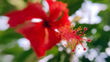 Çiçek açmış kırmızı bir amber çiçeği..