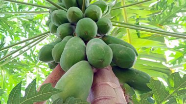 Meyve veren papaya ağacı çok doğaldır..