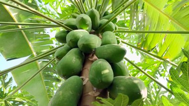 Meyve veren papaya ağacı çok doğaldır..