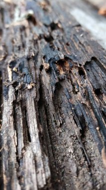 Ağaç gövdesi kırılgan ve yıpranmış, çok yaşlı görünüyor..