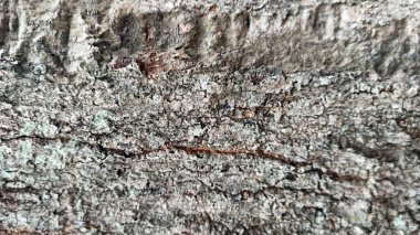 Egzotik ağaç kabuğu dokusu, gri renkli..