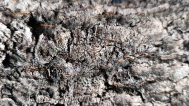 Egzotik ağaç kabuğu dokusu, gri renkli..