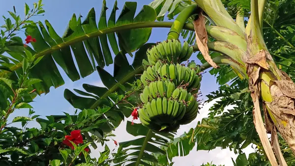 Güzel bir atmosferi olan, meyve veren muz ağaçları..