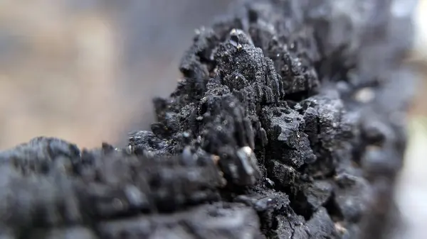 Ölü bir hindistan cevizi ağacının kökleri, kısmen yanmış..