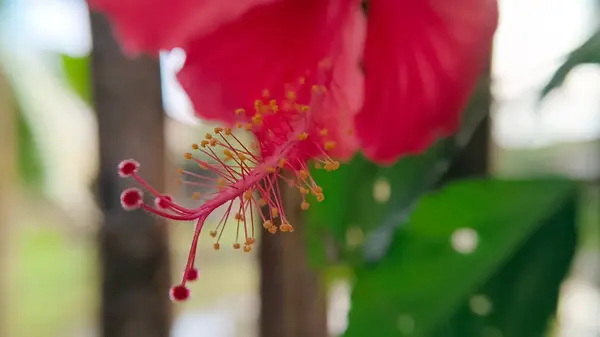 Çiçek açmış kırmızı bir amber çiçeği..