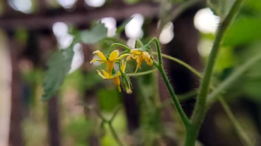Acı karpuz çiçeği, güzel görünüyor..