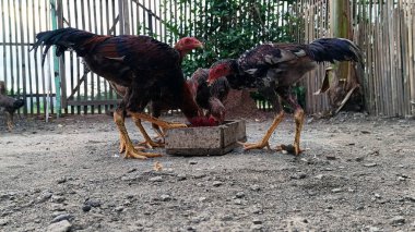 Çiftlikte yemek yiyen bir tavuk sürüsü.