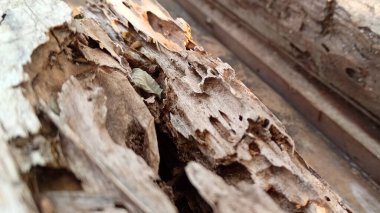 Ağaç gövdesi kırılgan ve yıpranmış, çok yaşlı görünüyor..