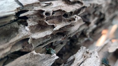 Ağaç gövdesi kırılgan ve yıpranmış, çok yaşlı görünüyor..