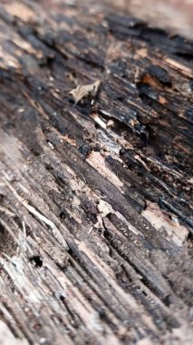 Ağaç gövdesi kırılgan ve yıpranmış, çok yaşlı görünüyor..