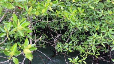 Ada denizinde Mangrove ağaçları