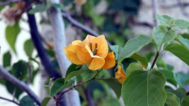 Güzel sarı Bougainvillea çiçekleri bahçede çiçek açıyor.