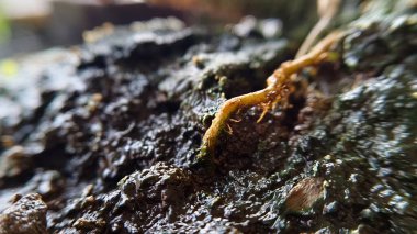 Gübre ve yumurta kabuklarıyla toprak, verimli toprak..