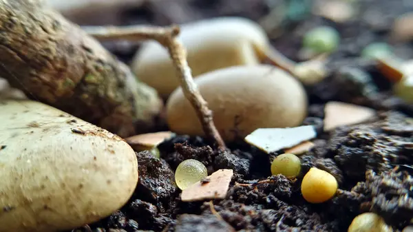 Gübre ve yumurta kabuklarıyla toprak, verimli toprak..