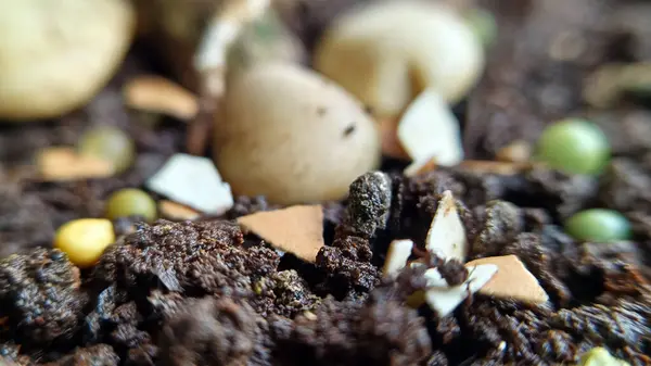 Gübre ve yumurta kabuklarıyla toprak, verimli toprak..