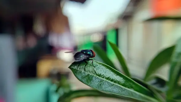 Yaprağa konmuş bir sinek, bu hayvanın ayrıntıları çok açık..