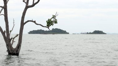 Vio Vio Beach Batam 'ın beyaz kumlu güzel manzarası.