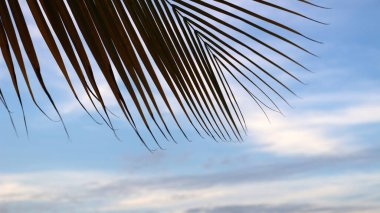 Hindistan cevizi ağacı yapraklarının silueti ile berrak gökyüzü görüntüsü