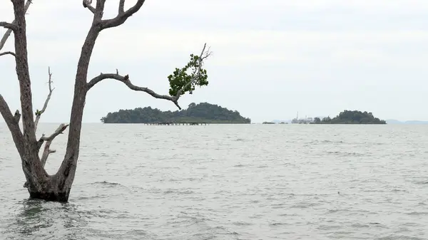 Vio Vio Beach Batam 'ın beyaz kumlu güzel manzarası.