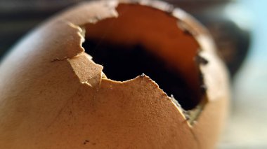 Gübre ve yumurta kabuklarıyla toprak, verimli toprak..