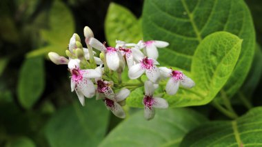 Japon yasemin ya da Pseuderthemum maculatum, çalı biçimli bir bitkidir.