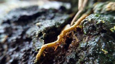 Gübre ve yumurta kabuklarıyla toprak, verimli toprak..