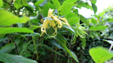Taze ylang ylang çiçekleri veya kenanga, kendine özgü bir kokusu olan çiçekler..