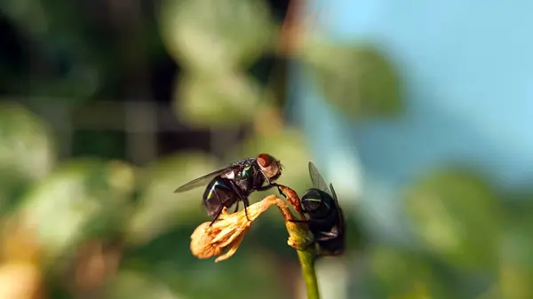 Yaprağa konmuş bir sinek, bu hayvanın ayrıntıları çok açık..
