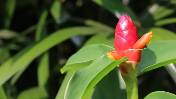 Pacing Pentul (Costus spicatus) tıbbi bir bitkidir. Kızıl Sarmal Bayrak, Kızıl Kamış, Panama Kandili Koyu