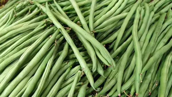 Taze taze fasulye, yeni toplanmış gibi..