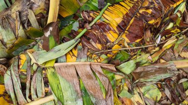 Yere düşmüş ve kurumuş muz yaprakları.