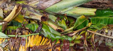 Yere düşmüş ve kurumuş muz yaprakları.