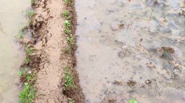 Pirinç tarlalarında çamurlu toprak yol ve etrafında küçük bitkiler var.