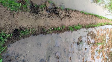 Pirinç tarlalarında çamurlu toprak yol ve etrafında küçük bitkiler var.