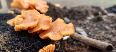 Ağaçlarda yetişen yabani mantarlara yakın