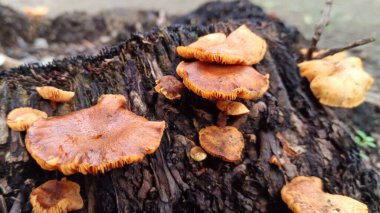 Ağaçlarda yetişen yabani mantarlara yakın