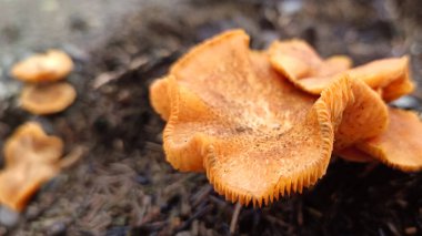 Ağaçlarda yetişen yabani mantarlara yakın
