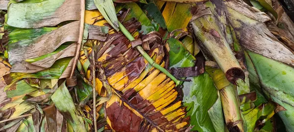 Yere düşmüş ve kurumuş muz yaprakları.