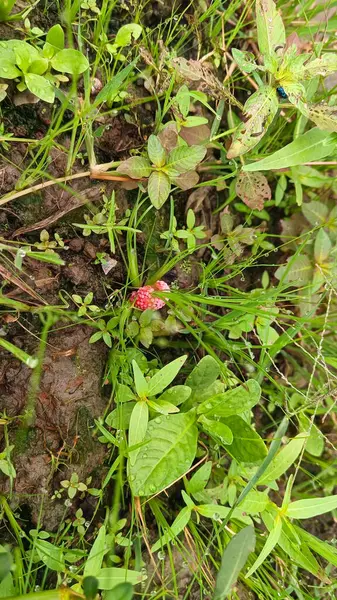 Pirinç tarlalarında çamurlu toprak yol ve etrafında küçük bitkiler var.