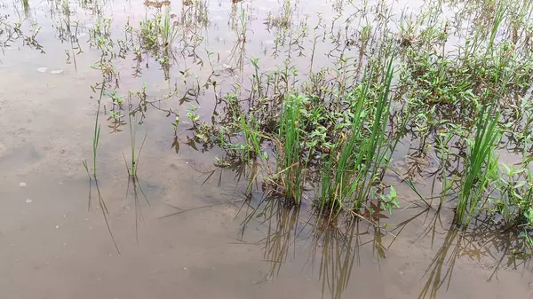 Pirinç tarlalarında çamurlu toprak yol ve etrafında küçük bitkiler var.